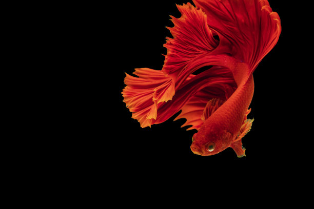 半月斗鱼在泰国孤立的黑色背景。复制空间的红色斗鱼的动人瞬间美。图片下载