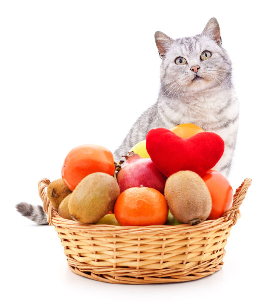 猫和水果篮。图片下载
