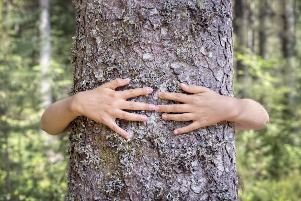 抱树，小男孩给了树一个大大的拥抱图片下载