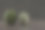 三维渲染不同的瓜站在木板上图片下载