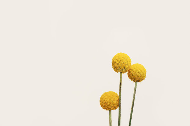 天然黄色紫堇花上米色。粉彩花卉背景的最小设计概念图片下载