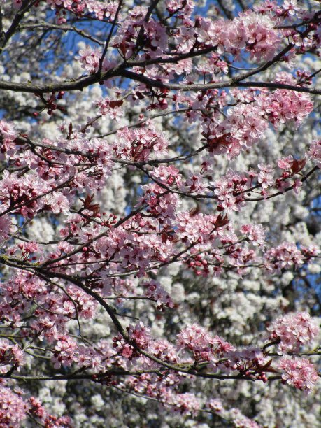 明亮的甜盛开的粉红色红色樱花盛开高峰2020年3月图片下载