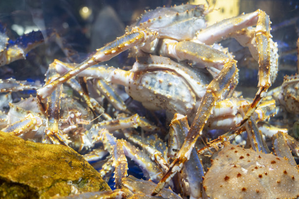 鲜海鲜王蟹图片下载