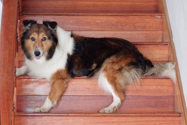 可爱的老设得兰牧羊犬站在木楼梯上，紧张地看着镜头。图片下载