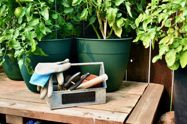 自家菜园和后院夏季有机农产品的盆栽长椅图片下载