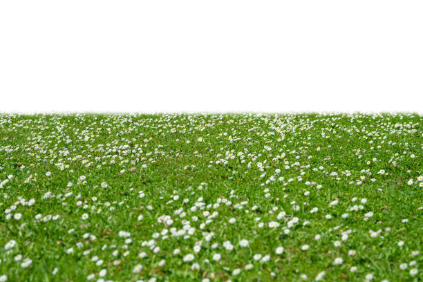 小草和春天的花朵隔离在白色上图片下载