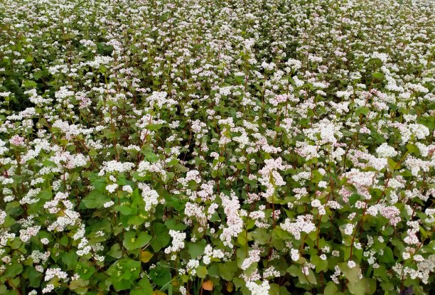 荞麦图片下载
