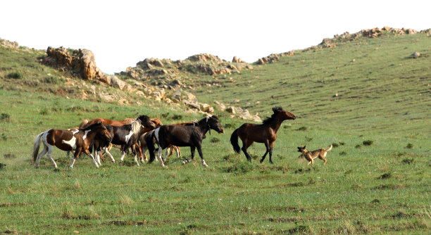 马在河北省北部的山区草原上吃草图片下载