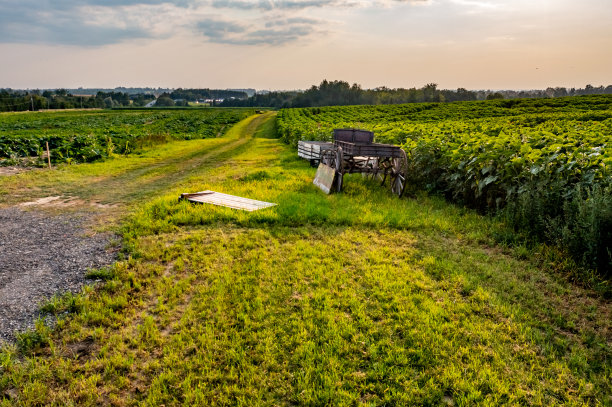加拿大库克敦，夕阳下27号公路上的农场图片下载