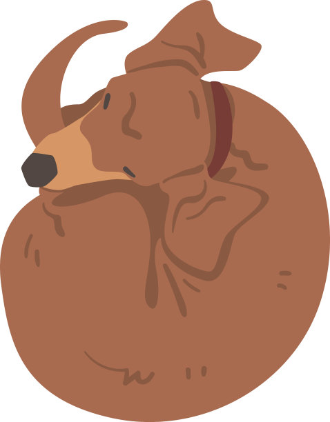 腊肠犬或獾犬，腿短而长图片下载