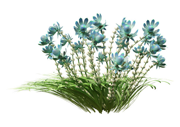 3D插图野花在白色图片下载