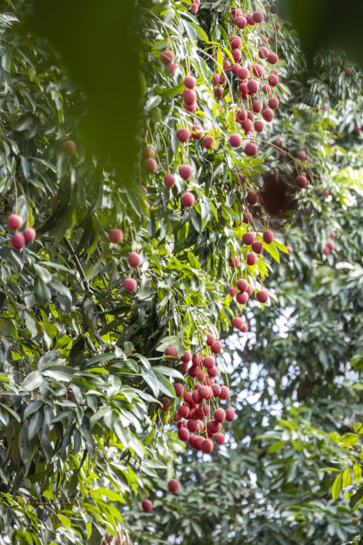 爬满荔枝的树图片下载