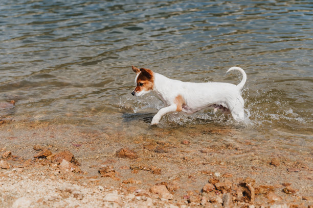 可爱的小杰克罗素狗在湖里游泳。夏天的时间。宠物、冒险和自然图片下载