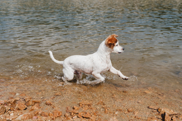 有趣的小杰克罗素狗在湖里游泳和奔跑。夏天的时间。宠物、冒险和自然图片下载
