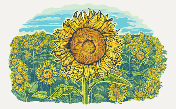 字段与向日葵。图片下载