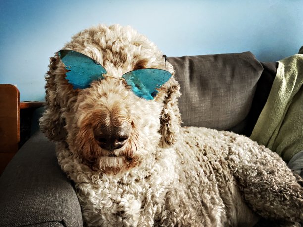 带蓝色蝴蝶反光太阳镜的拉布拉多犬图片下载