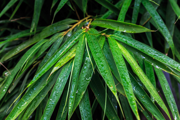 竹子的植物图片下载