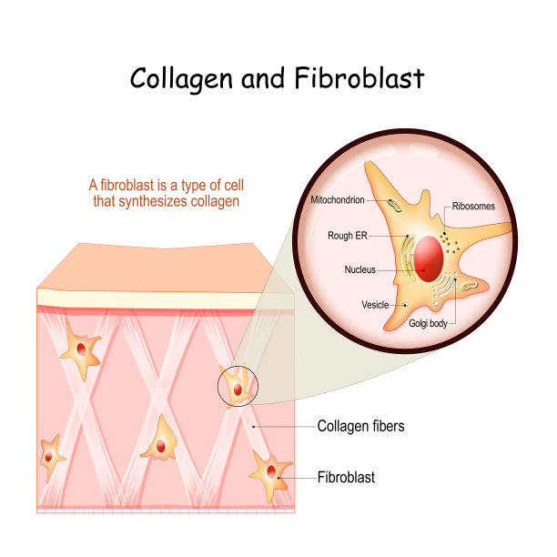 胶原蛋白和纤维母细胞图片下载