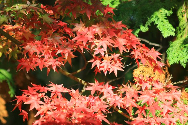 秋天的落叶图片下载