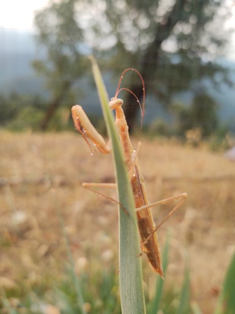 螳螂图片下载
