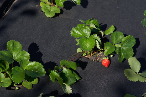 在一张铺着黑布的床上，从草莓丛生的灌木丛顶端往下看图片下载