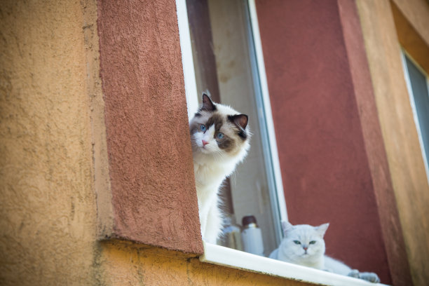 两只纯种猫布娃娃和苏格兰栗鼠坐在窗台上图片下载