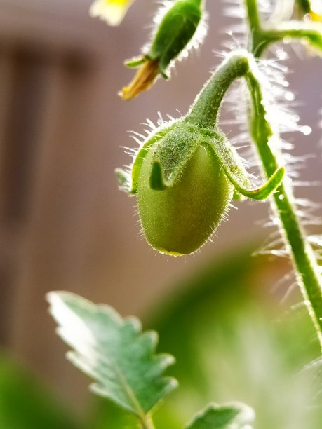 绿色的西红柿图片下载