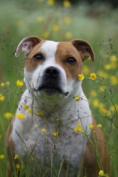 Stafordshire梗图片下载