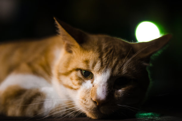 晚上睡觉的猫图片下载