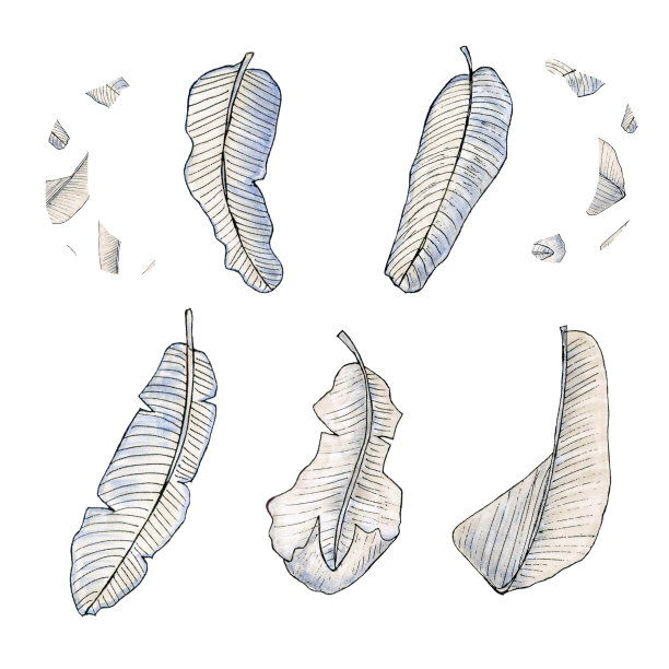 芭蕉叶涂鸦线自然植物插图孤立白色。图片下载