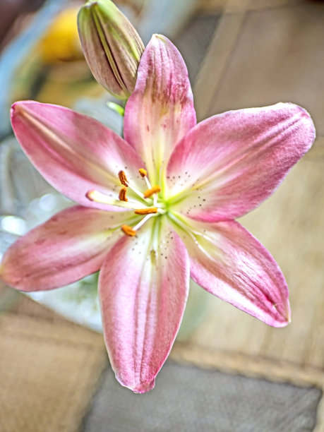 花瓶里的淡紫色百合图片下载