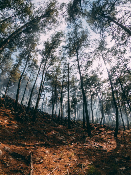 森林大火后的消防员正在降温图片下载