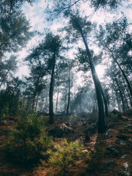 森林大火中幸存下来的红松树图片下载