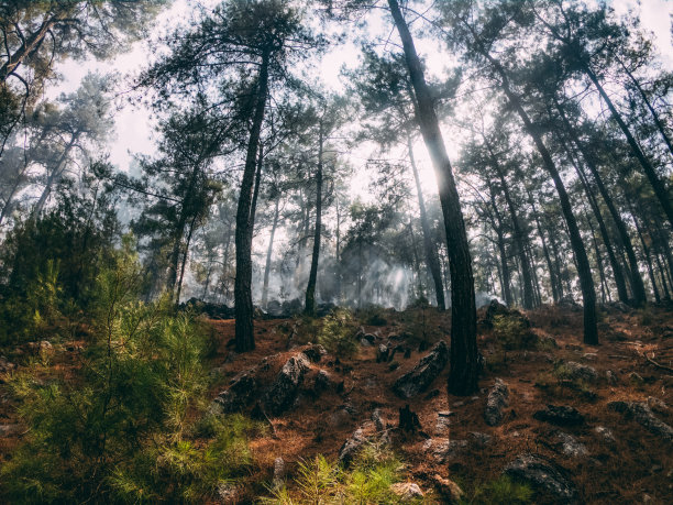 森林大火中幸存下来的红松树图片下载
