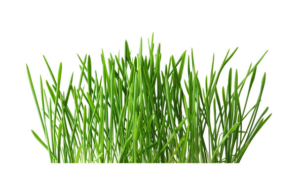 新鲜的绿草孤立在白色图片下载
