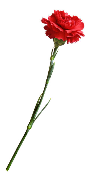 红石竹图片下载