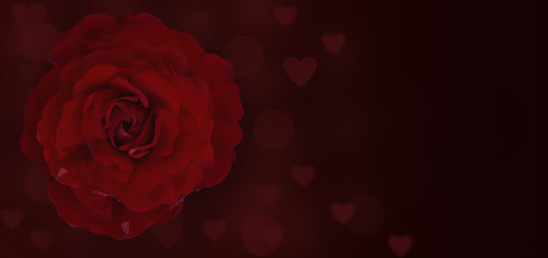 特写玫瑰花在一个黑暗的背景与心模糊的亮点，宽横幅，为文本的地方。图片下载
