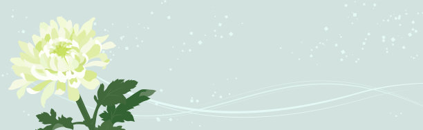 旗帜插图优雅的菊花图片下载