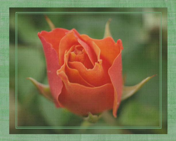 带绿边的橙红色玫瑰图片下载