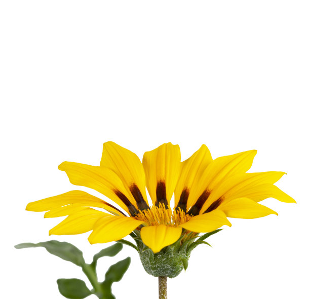 黄色的花加扎尼亚具明亮的花瓣在白色孤立图片下载