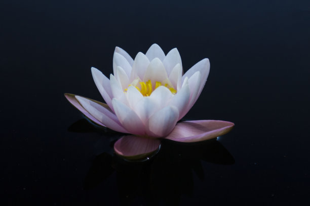 荷塘莲花图片下载