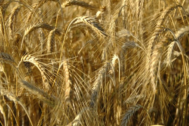 熟小麦穗图片下载