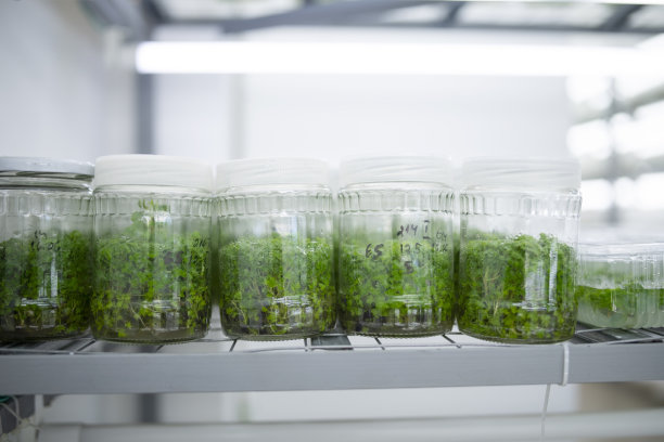 试管试管植物样品图片下载