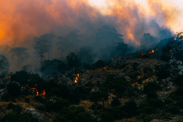 红松林大火图片下载