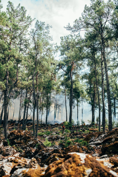 扑灭森林大火的消防队员图片下载