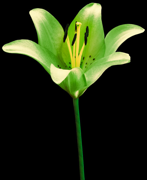 绿色的百合花在黑色孤立的背景与修剪路径。特写镜头。为设计。大自然。图片下载