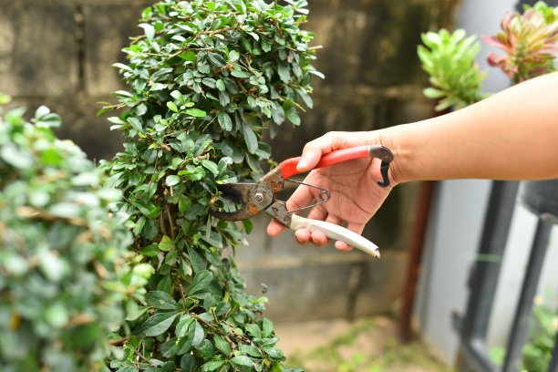 在夏季花园特写中，女性手修剪花园修剪器的树枝图片下载
