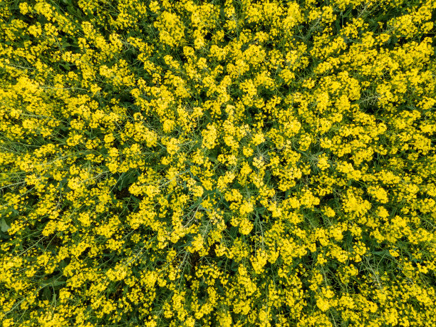 头顶上的观点黄色蓬勃发展的敲打卷心菜图片下载