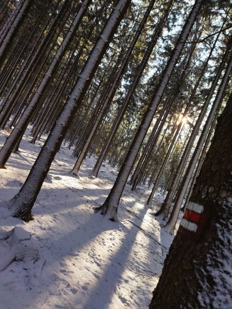 下雪的森林图片下载