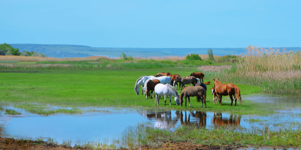 一群马在河边吃草的全景照片。图片下载